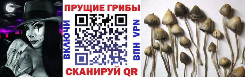 Галлюциногенные грибы MAGIC MUSHROOMS  Купить  Сыктывкар 
